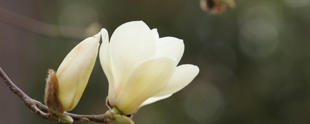 白玉兰在家居中的作用 白玉兰在家居中有什么好处