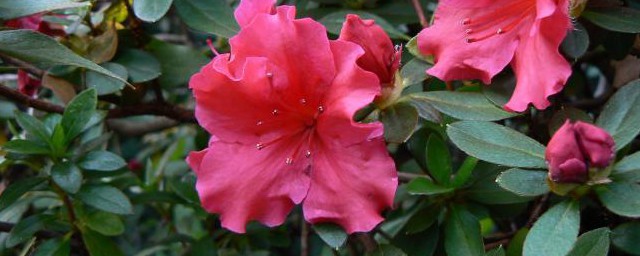 花中西施是什么花 花中西施的介绍