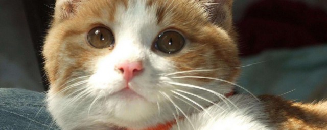 猫死了有什么禁忌 猫死了注意事项