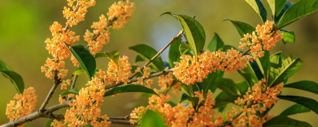 新鲜桂花怎样保鲜 保存桂花的技巧简介