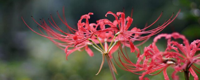 彼岸花的养殖办法 彼岸花的养殖办法简单介绍