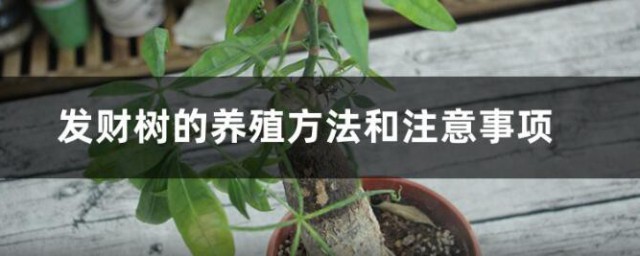 发财树老桩的养殖方法和注意事项 发财树老桩的养殖办法和注意事项有什么