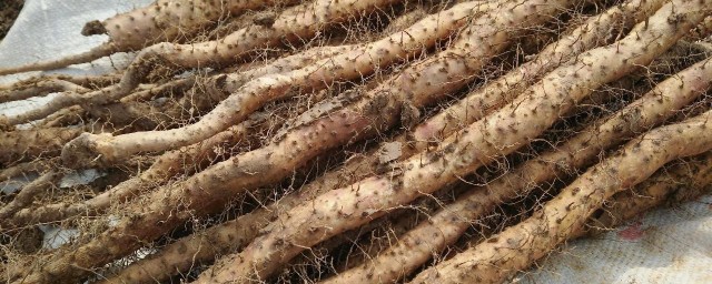 山药粉条的食用技巧 山药粉条怎样食用
