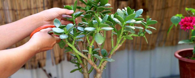 盆栽植物玉树的修剪办法 玉树修剪教程
