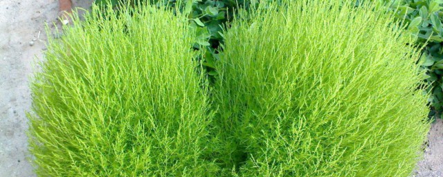 扫帚菜的功效与作用 扫帚菜的功效与作用简介
