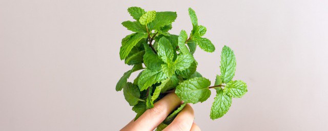 薄荷叶泡水喝瘦身吗 经常喝薄荷叶泡水能不能减肥