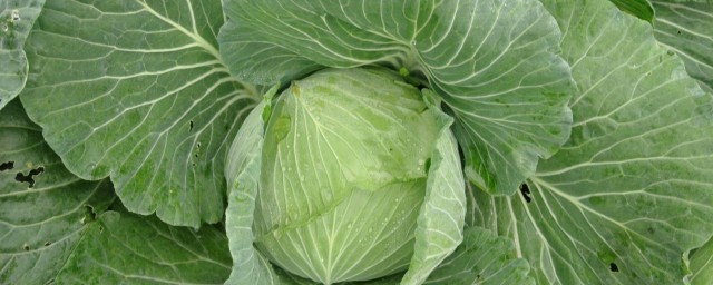 脆莲花白是什么品种 莲花白介绍