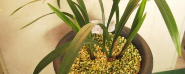 网购兰花种植要领 网购兰花如何种植好