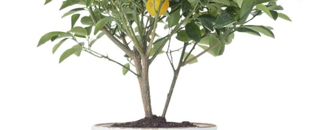 橘子种植技巧盆栽 盆栽橘子树的种植技巧