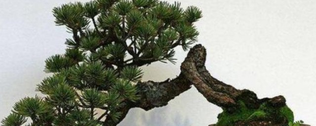 五针松盆景最快的繁殖技巧 五针松盆景怎样繁殖