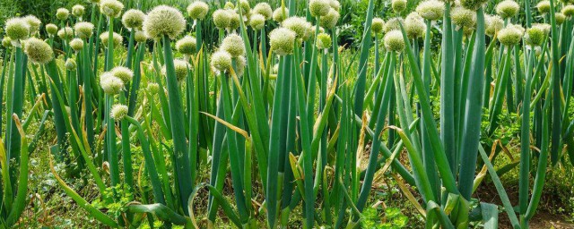 葱籽催芽方法 葱籽催芽要领是什么