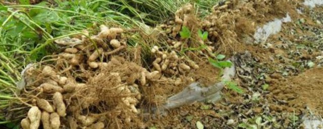 花生苗种植及管理技巧 花生苗怎样种植