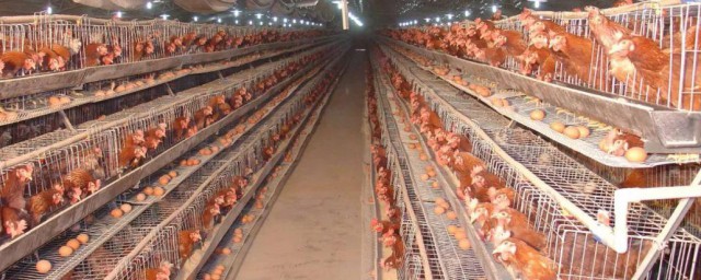 笼养蛋鸡增肥的快速技巧 怎样使笼养蛋鸡增肥