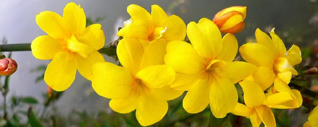 迎春花的病害和治疗技巧 关于迎春花的常见疾病和治疗技巧