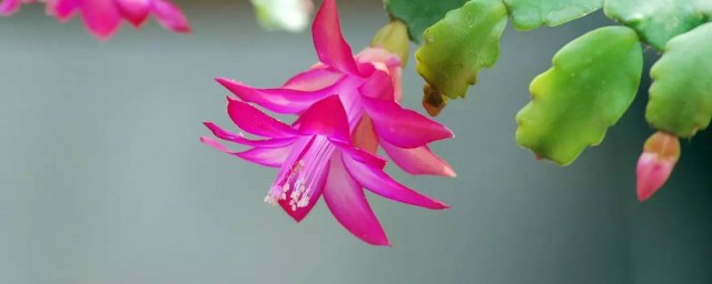 嫁接蟹爪兰的要领 怎么嫁接蟹爪兰