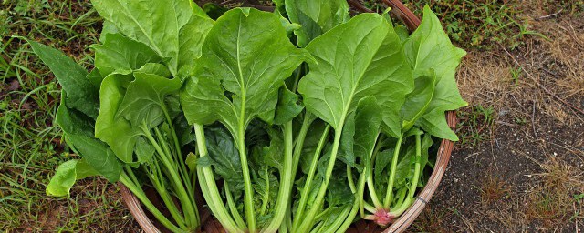 肉丸菠菜汤怎么做 肉丸菠菜汤做法