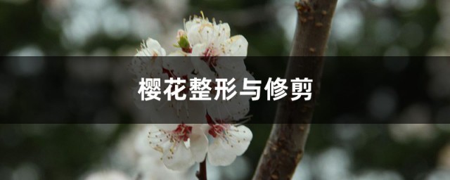 樱花树的修剪技巧 樱花树整形与修剪