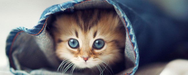 给猫取名字呆萌些的 好听的宠物名字猫乖巧又呆萌