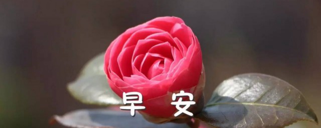 每日一句祝福语早安 每日一句祝福语早安语录
