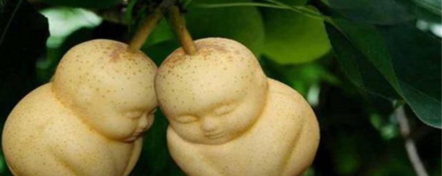 人参果功效与禁忌 人参果功效与禁忌是什么
