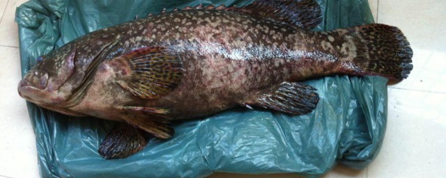 深海石斑鱼半斤重怎样做 怎样烹饪深海石斑
