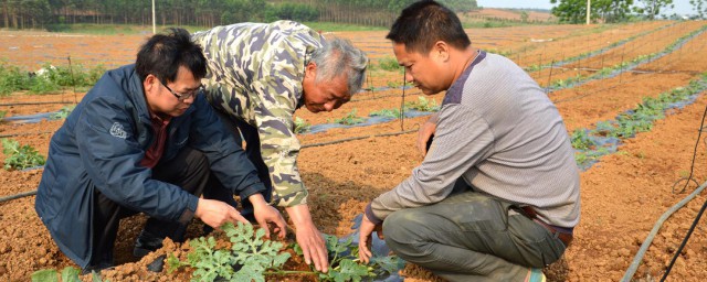 西瓜营养土的配制技巧次序 怎样配制西瓜的营养土