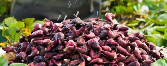 菱角怎样存放 保存菱角技巧