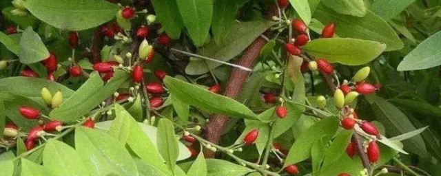 古柯主要种植在哪里 古柯主要种植在哪里简介