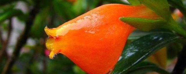 金鱼花的养殖技巧 怎样养金鱼花