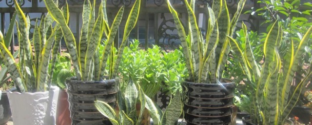 室内植物施肥的技巧 室内植物怎样施肥