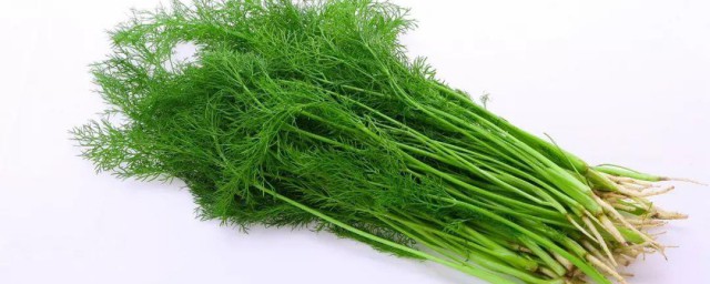 茴香孕妇能吃吗 孕妇可以吃茴香菜吗