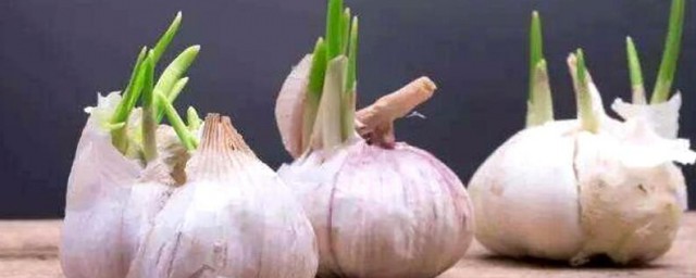 新鲜大蒜怎么存放 新鲜大蒜的存放要领