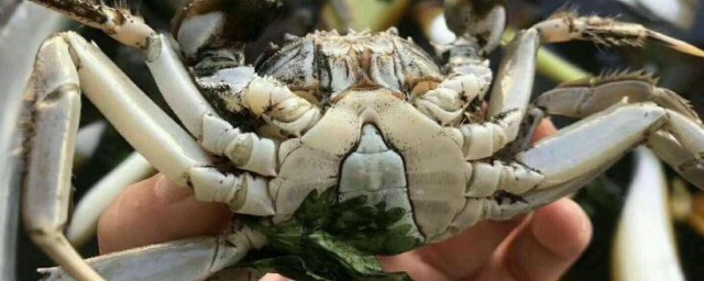 蟹怎样存放不死 螃蟹怎样存放才能不死