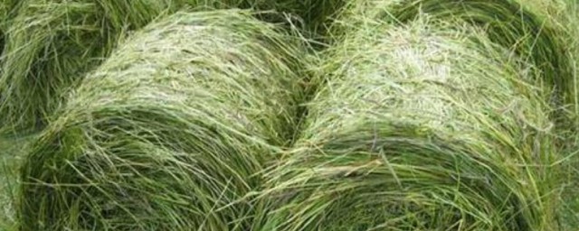 牧草种植季节与办法 牧草什么时候种植好
