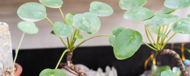 镜面 草种植技巧 镜面草怎样种植