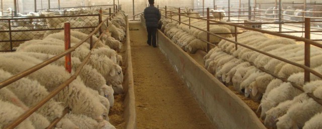 大规模养羊草料怎样解决 怎样解决大规模养羊草料的问题