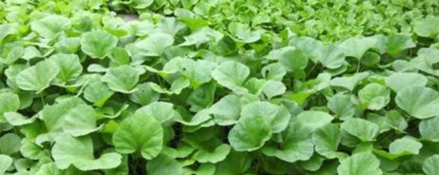 冬寒菜的种植技巧和时间 冬寒菜怎样种植