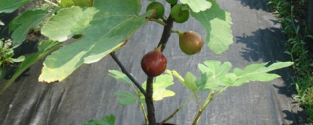 室内养无花果的技巧 无花果怎样养殖