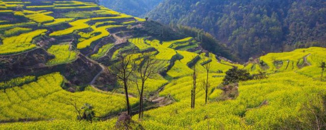 国内有哪些油菜花观赏地 国内油菜花观赏地简单介绍