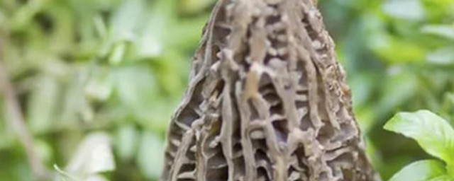 四大菌王是哪些 四大菌王简介