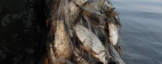 河里下粘网捕鱼技巧 河里下粘网捕鱼技巧有什么