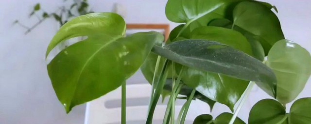 龟背竹幼苗养护技巧 龟背竹幼苗怎样养护