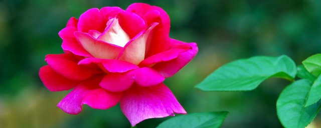 广东月季花修剪技巧 月季花要怎样修剪