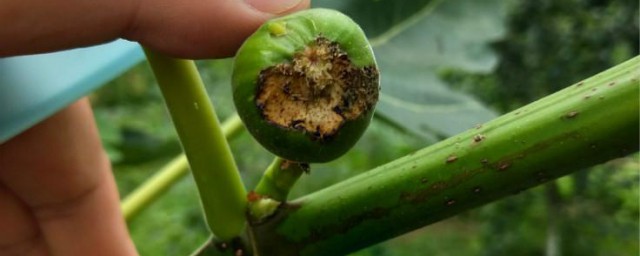 无花果树生虫怎样解决 怎样解决无花果树生虫的问题
