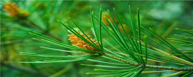 柏树籽种植技巧 柏树籽怎样种植