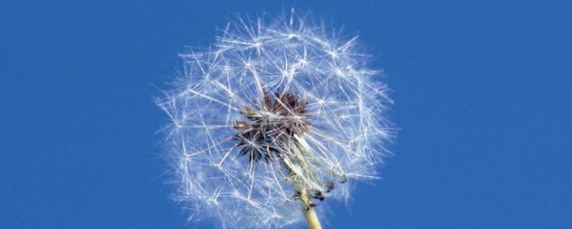 蒲公英怎样存放 储存蒲公英的技巧