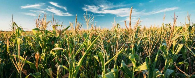 常用的肥料分类办法 常用的肥料如何分类