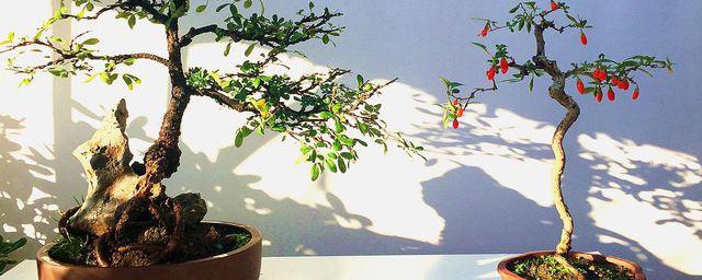 春季花类盆景的管理技巧 春季花类盆景的管理技巧简单简介