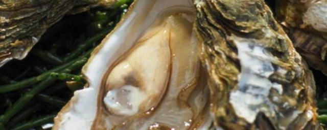 海蛎里面的黑色东西可以吃吗 海蛎里面的黑色东西是什么