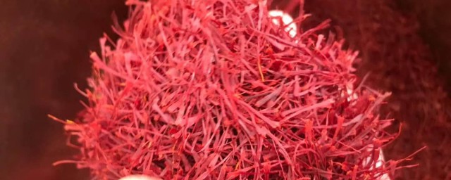 藏红花种植技巧 怎样种植藏红花